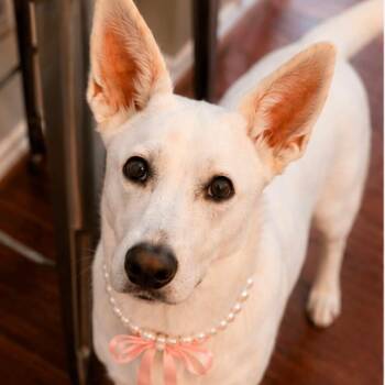 Ivy -  White German Shepherd Dog for Adoption in Houston, Texas - Ivy | PetCurious