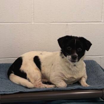 Alba *Available Soon* -  Dachshund and Mixed Breed Dog for Adoption in Dover, New Hampshire - Alba *Available Soon* | PetCurious
