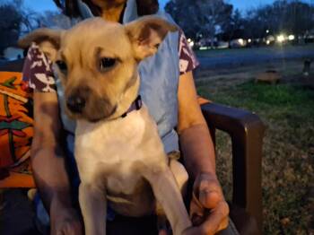 Terrier Dogs Available for Adoption - Copper | PetCurious