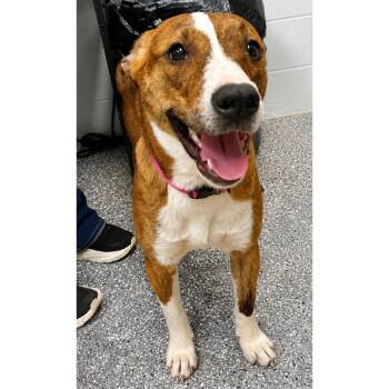 Stuffed Mushroom -  Mixed Breed Dog for Adoption in Parkersburg, West Virginia - Stuffed Mushroom | PetCurious