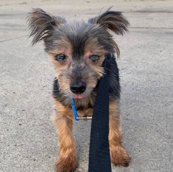 BENTLEY (Senior) -  Yorkshire Terrier Dog for Adoption in Wyandotte, Michigan - BENTLEY (Senior) | PetCurious