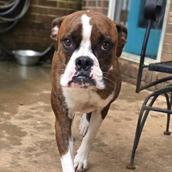 Patsy - Foster Needed -  Boxer Dog for Adoption in Middlesex, New Jersey - Patsy - Foster Needed | PetCurious