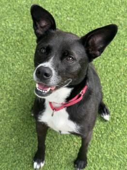 Rescue Labrador Retriever and Mixed Breed Dogs for Adoption in San Antonio, Texas - Kavi | PetCurious