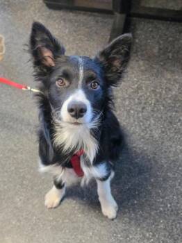 William -  Border Collie and Mixed Breed Dog for Adoption in Roseville, California - William | PetCurious