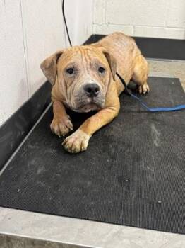 Pit Bull Terrier Dogs Available for Adoption in Cleveland, Ohio - Blossom | PetCurious