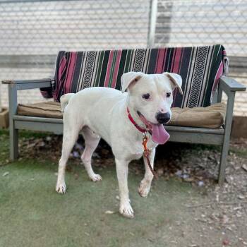 Cheese -  Labrador Retriever and Mixed Breed Dog for Adoption in Austin, Texas - Cheese | PetCurious