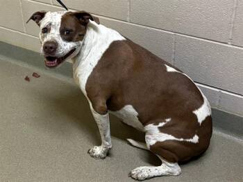 Pit Bull Terrier and Mixed Breed Dogs Available for Adoption in Colorado Springs, Colorado - ASPEN | PetCurious