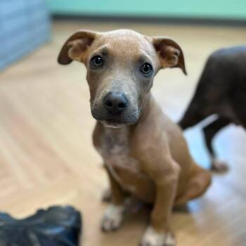 Tank -  Hound Dog for Adoption in Manchester, Tennessee - Tank | PetCurious