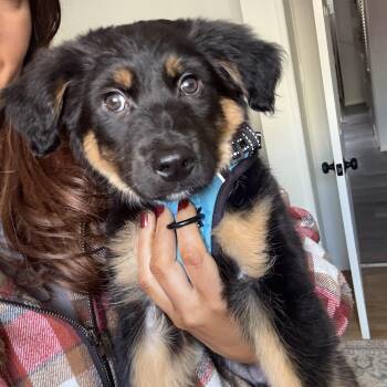 Mixed Breed Dogs Available for Adoption in Columbia, Maryland - Benji | PetCurious