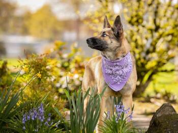 Nya -  Belgian Shepherd Malinois and Husky Dog for Adoption in Portland, Oregon - Nya | PetCurious