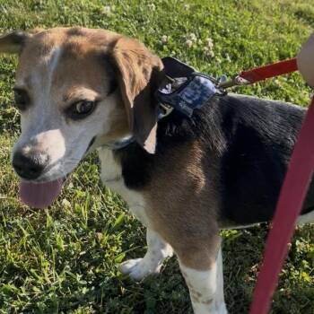 Bugle -  Beagle Dog for Adoption in Marysville, Ohio - Bugle | PetCurious