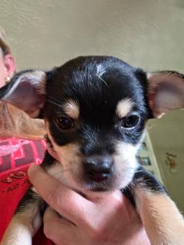 PUA 2026-334 -  Chihuahua Dog for Adoption in Winder, Georgia - PUA 2026-334 | PetCurious
