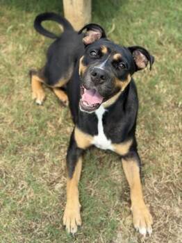Firefly -  Mixed Breed Dog for Adoption in Atlanta, Georgia - Firefly | PetCurious