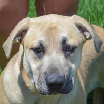 Gus -  German Shepherd Dog and Mountain Cur Dog for Adoption in Huntley, Illinois - Gus | PetCurious