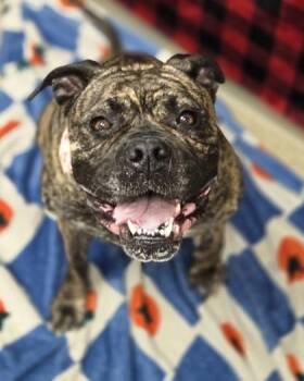 Courtney -  Mixed Breed Dog for Adoption in Hamilton, Ohio - Courtney | PetCurious