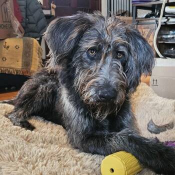 Ube Coconut Swirl -  Labradoodle Dog for Adoption in Troy, Virginia - Ube Coconut Swirl | PetCurious