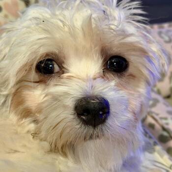 Holly -  Maltese Dog for Adoption in Rochester, Minnesota - Holly | PetCurious