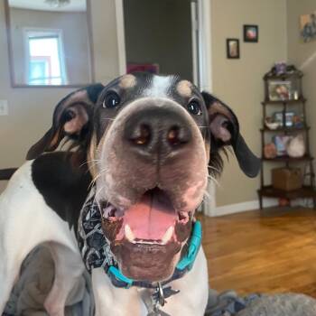 Shar Pei Dogs Available for Adoption - Cashew **Foster Needed** | PetCurious