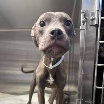 Pit Bull Terrier Dogs Available for Adoption in Las Vegas, Nevada - Jack Skellington | PetCurious