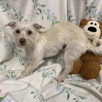 MUGLER -  Cairn Terrier and Mixed Breed Dog for Adoption in Modesto, California - MUGLER | PetCurious