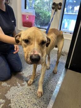 Labrador Retriever Dogs Available for Adoption in Mobile, Alabama - Chive | PetCurious