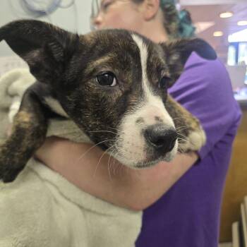 Mystic Timbers -  English Bulldog and Husky Dog for Adoption in Columbia, Missouri - Mystic Timbers | PetCurious