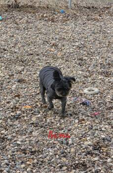 Shih Tzu Dogs Available for Adoption - Bama | PetCurious