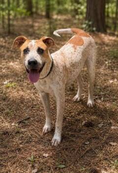 Skai -  English Coonhound and Mixed Breed Dog for Adoption in Albertville, Alabama - Skai | PetCurious