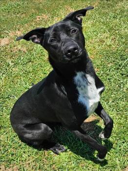 Rescue Labrador Retriever and Mixed Breed Dogs for Adoption in Grovetown, Georgia - HARRIET | PetCurious