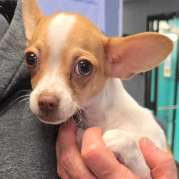 Leo -  Chihuahua Dog for Adoption in Lake Jackson, Texas - Leo | PetCurious