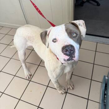 Pit Bull Terrier and Mixed Breed Dogs Available for Adoption - TUSC-Stray-83454 | PetCurious