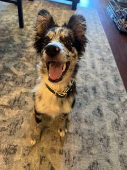 Oreo -  Australian Shepherd and Border Collie Dog for Adoption in Dysart, Iowa - Oreo | PetCurious