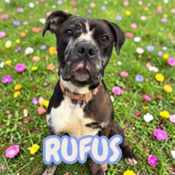 American Bully Dogs Available for Adoption in Taunton, Massachusetts - Rufus | PetCurious