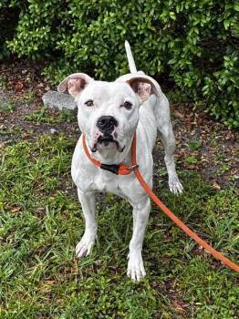 American Bulldog Dogs Available for Adoption in Fort Lauderdale, Florida - SHILO | PetCurious