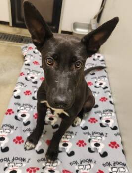 Rescue Border Collie and Mixed Breed Dogs for Adoption in Lebec, California - Laurel | PetCurious