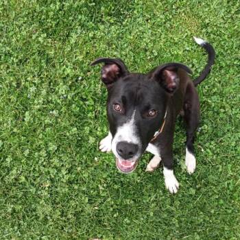 Pit Bull Terrier and Mixed Breed Dogs Available for Adoption in Shorewood, Illinois - Dylan | PetCurious