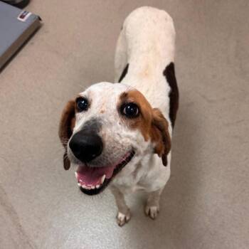 Hound Dogs Available for Adoption in Roanoke, Virginia - Lovey | PetCurious