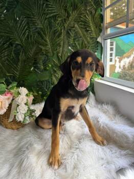 Riley -  Mixed Breed Dog for Adoption in Richmond, Virginia - Riley | PetCurious