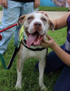 Scalywag -Courtesy Post. Out of town pet. See below for details- -  Pit Bull Terrier Dog for Adoption in Eagle, Idaho - Scalywag -Courtesy Post. Out Of Town Pet. See Below For Details- | PetCurious