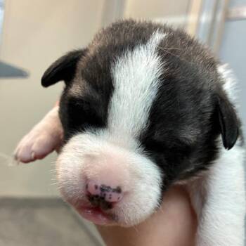 Hereford -  Shepherd Dog for Adoption in North Battleford, Saskatchewan - Hereford | PetCurious