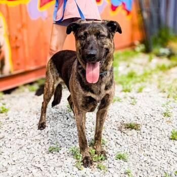 Rescue Shepherd Dogs for Adoption in Detroit, Michigan - Handala | PetCurious