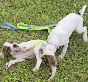 Rescue Mixed Breed and Boxer Dogs for Adoption in Corinth, Mississippi - Daisy | PetCurious
