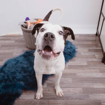 Boxer Dogs Available for Adoption in Los Angeles, California - Otis | PetCurious