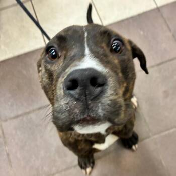 Mixed Breed Dogs Available for Adoption in Columbus, Georgia - 05/31/2026-Stray-EvergreenStreet/FoyeAvenue | PetCurious