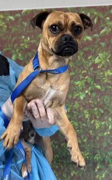 Pug and Terrier Dogs Available for Adoption in San Antonio, Texas - Gremlin | PetCurious