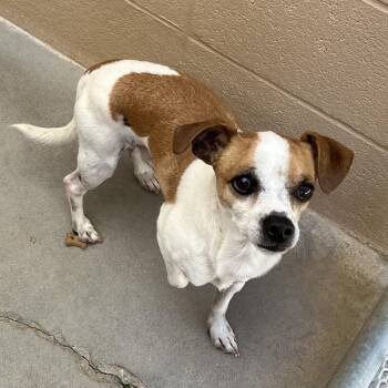 Chihuahua Dogs Available for Adoption in Ojai, California - Scotty | PetCurious