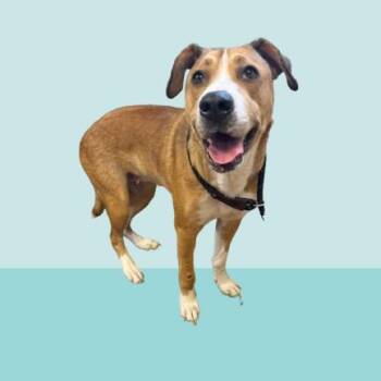 Daisy -  Labrador Retriever and Hound Dog for Adoption in Tuscaloosa, Alabama - Daisy | PetCurious