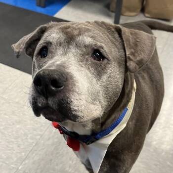 Mixed Breed Dogs Available for Adoption - Snupe | PetCurious