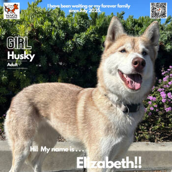 Rescue Husky Dogs for Adoption in Westminster, California - Elizabeth | PetCurious