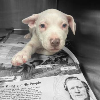 Mixed Breed Dogs Available for Adoption - Vickie | PetCurious